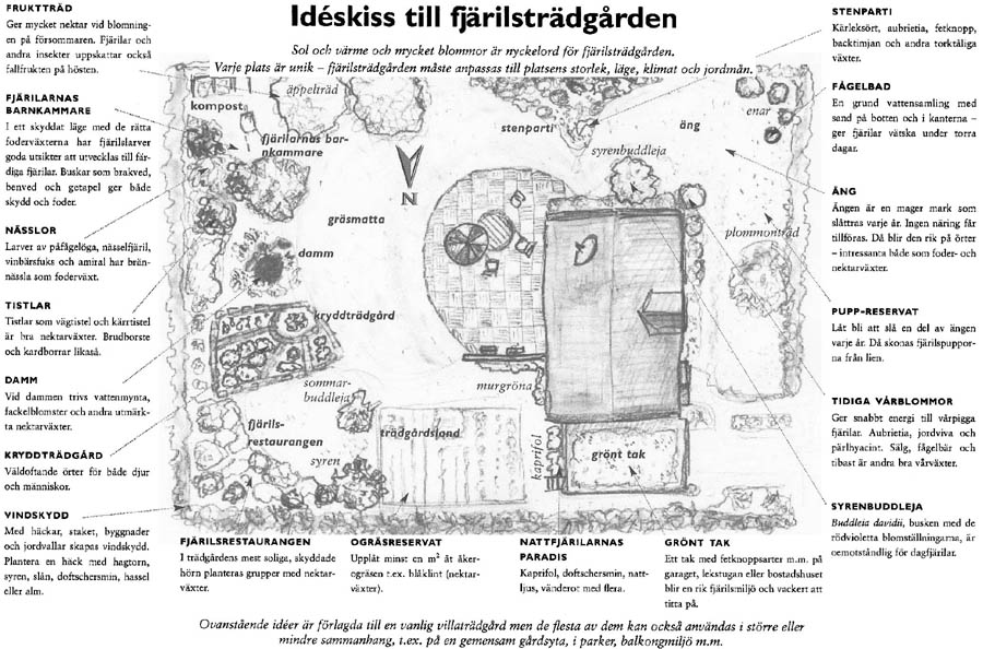 Fjärilsträdgård